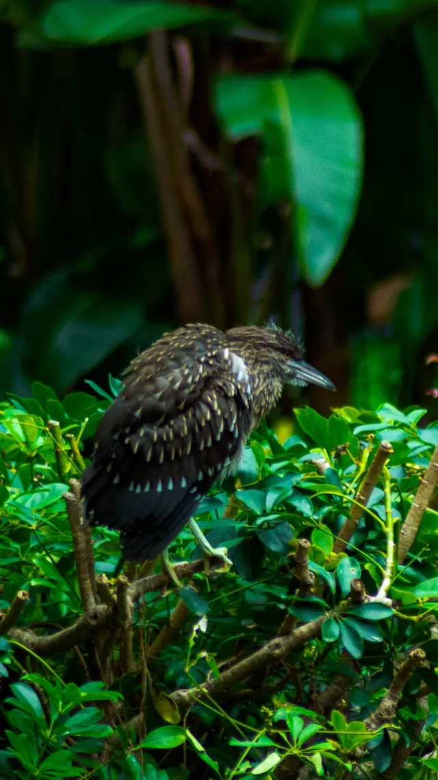 A small bird part hidden in dense green foliage