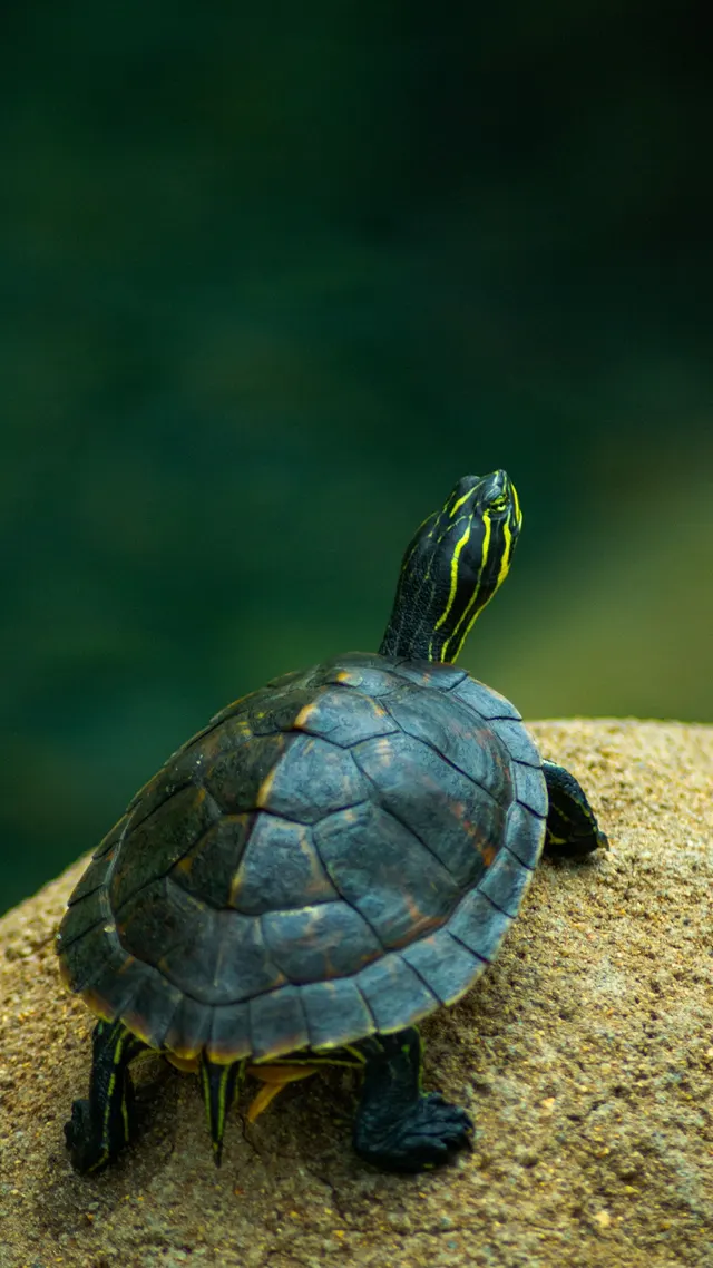 A turtle hauled out on a rock, shell patterned in ridged plates