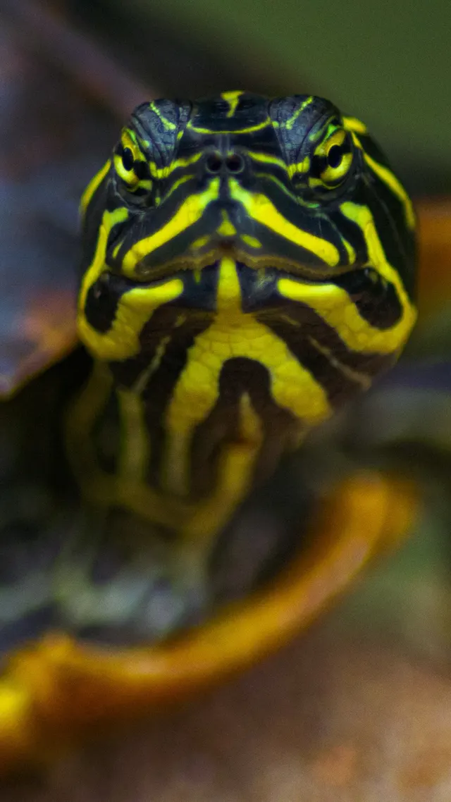 Tight close up of a turtle's head, yellow markings striping the dark skin
