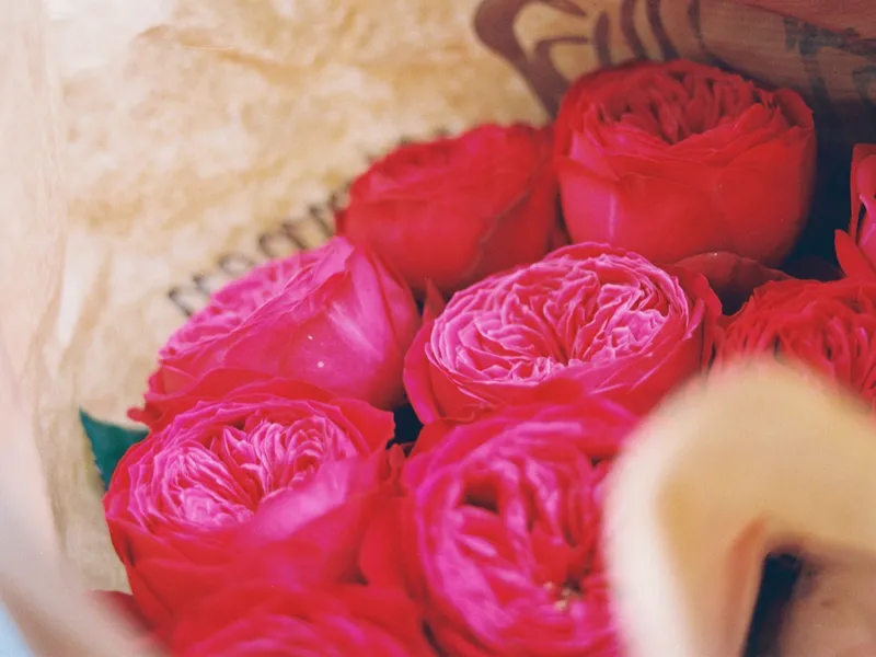 A hand holding pink roses, shot on film